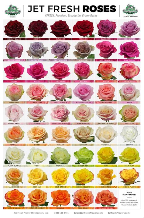 Ecuadorian Rose Color Chart