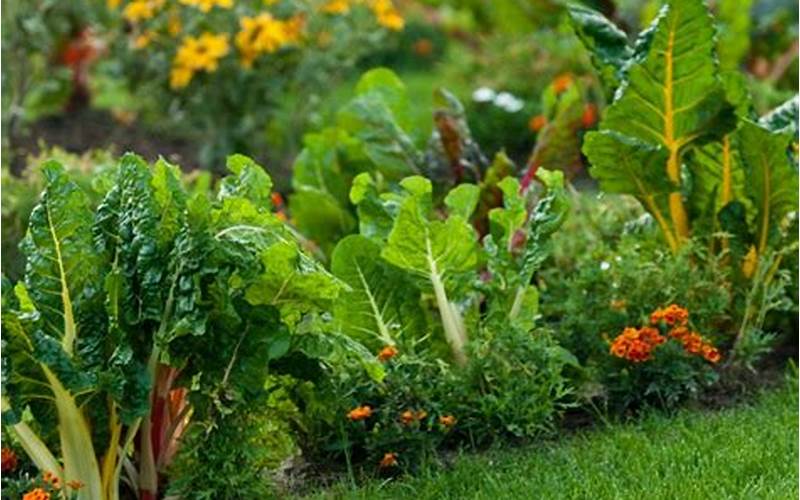 Edible Plants In A Backyard Landscape