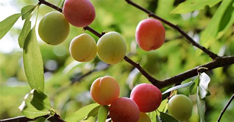 Edible Plants In Georgia