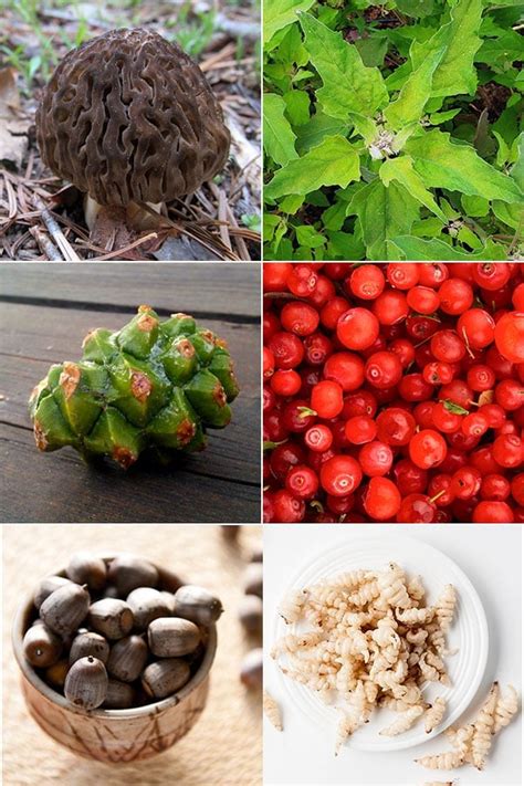 Edible Wild Food Recipes