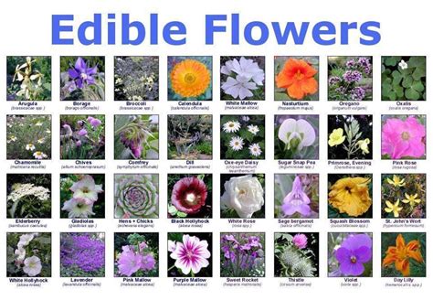 Edible flowers Florida