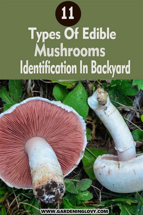 Edible mushroom identification