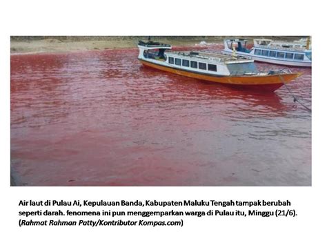 Efek Red Tide di Indonesia