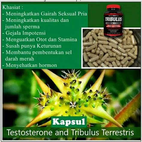 Efek Samping Dari Obat Herbal Tanaman Tribulus Terrestris