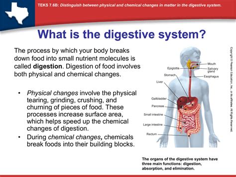 Effect on Digestion