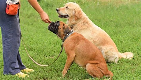 Top 10 Effective Dog Training Methods A Complete Guide on Dog Training