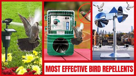 Effective Bird Deterrents