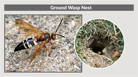Effective DIY Methods to Tackle Ground Wasps