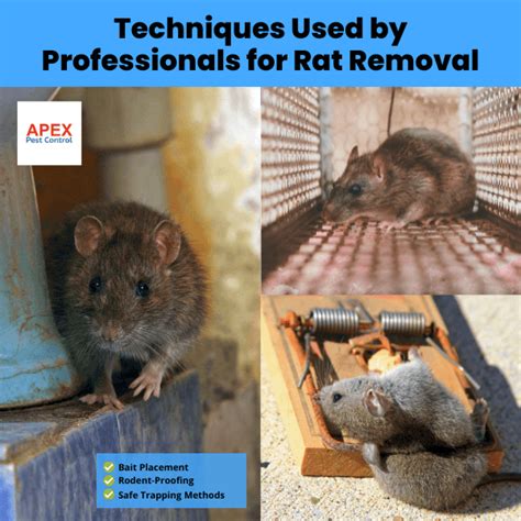 Effective Methods for Rat Removal (The Action Plan)