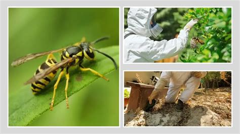 Effective Methods for Yellow Jacket Removal