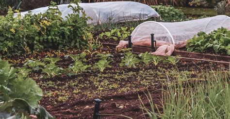 Effective Mulching Techniques