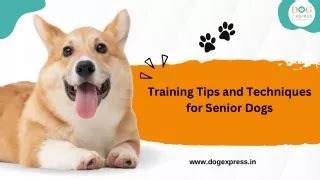 Effective Training Techniques for Senior Dogs