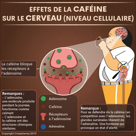 Effets de la caféine sur le sommeil