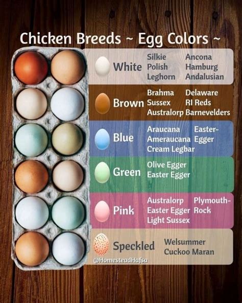 Egg Color Chart For Chickens