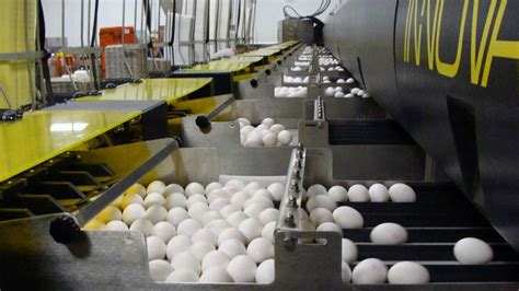 Egg Processing Plant