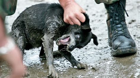 Einen Streuner fangen