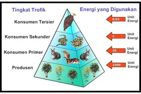 Ekologi