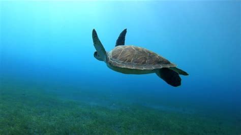 El Medano diving center