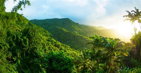 El Yunque GetYourGuide