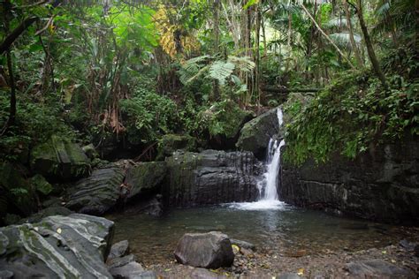 El Yunque Nature Tour