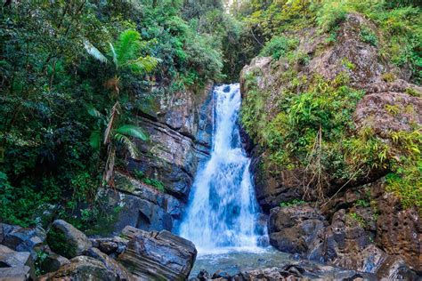 El Yunque Rainforest Tour Booking