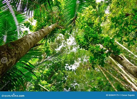 El Yunque Lush Greenery