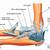 Elbow Anatomy Ligaments And Tendons