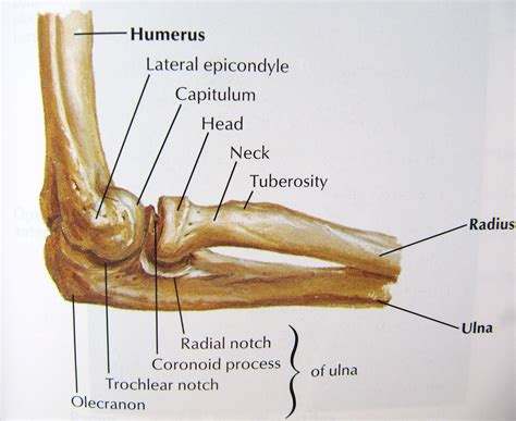 Anatomical structure of the elbow. Download Scientific
