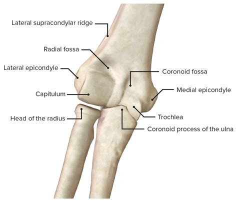 Elbow Pain Causes and Treatment Bone and Spine