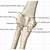 Elbow Joint Anatomy