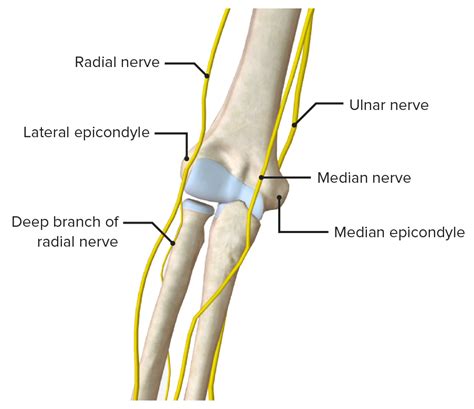 Pin by antonia cassar on Neropathy in 2020 Ulnar nerve