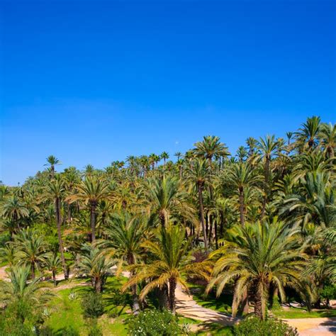 Elche Palm Trees
