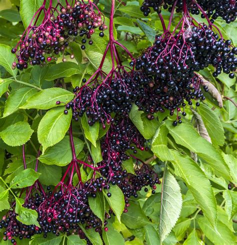 Elderberry