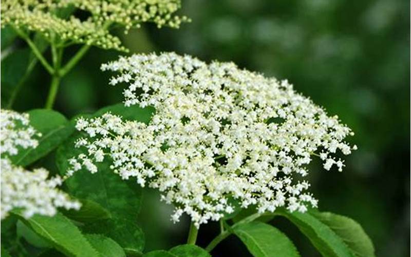 Elderberry Blossom