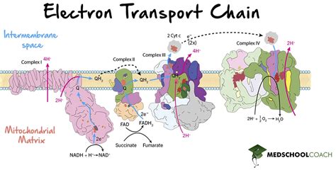 Exploring the Wonders of Bioenergetics: The Enigmatic Electron Transportation Chain Defined
