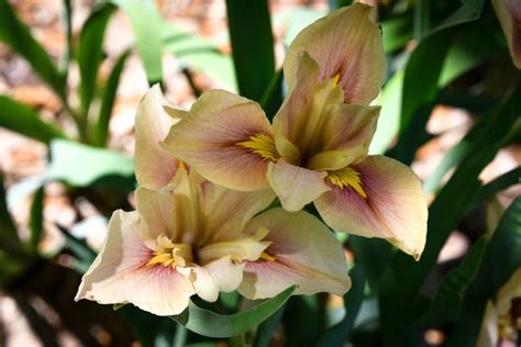 Elegant Beardless Irises