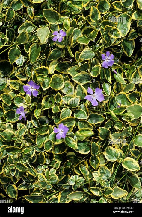 Elegant Periwinkle Vinca