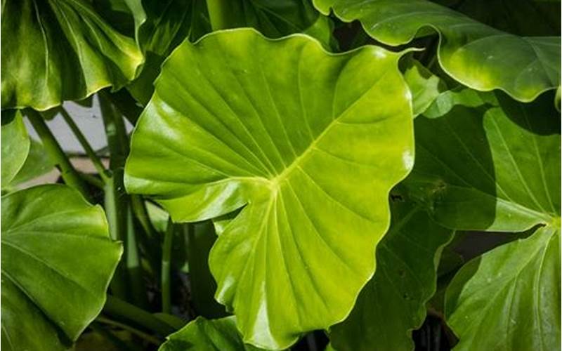 Elephant Ear Plant Hook