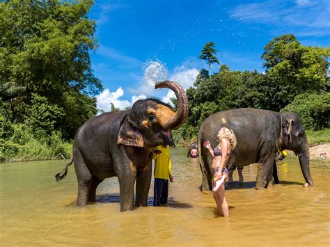 Elephant Bathing Khao Lak