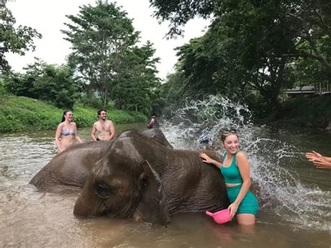 Elephant Bathing Thailand