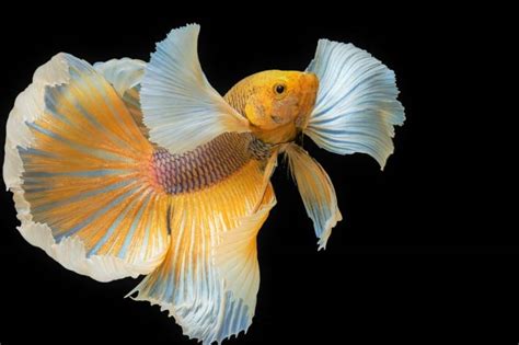 Elephant Betta Fish
