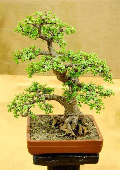 Elephant Bonsai Tree