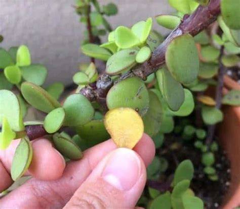 Elephant Bush Leaves Falling Off