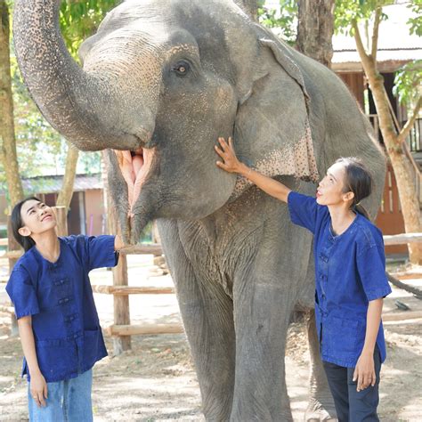 Elephant Experience Booking