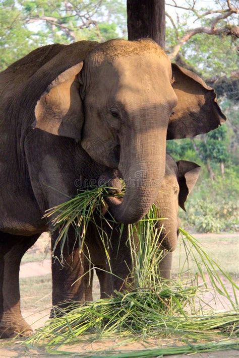 Elephant Feeding Time