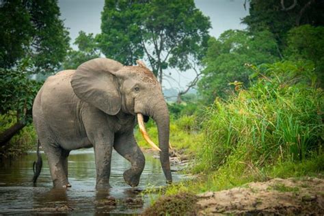 Elephant Forest
