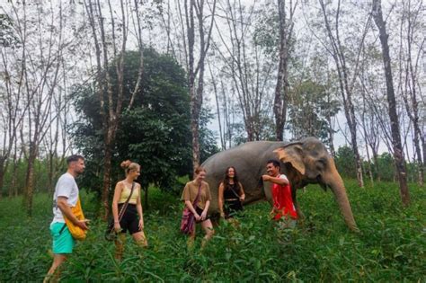 Elephant Guided Walk Experience