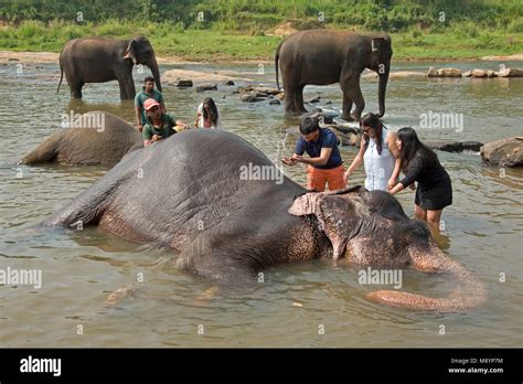 Elephant Orphanage Bathing