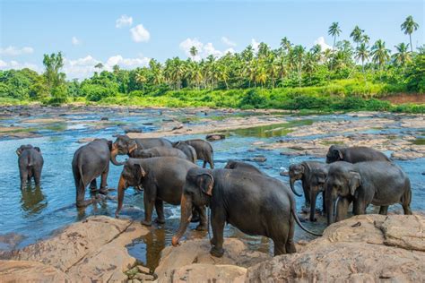 Elephant Orphanage Verdict