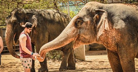 Elephant SOS Center